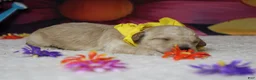 Toy Poodle dogs for sale: Simon  - Ad 3