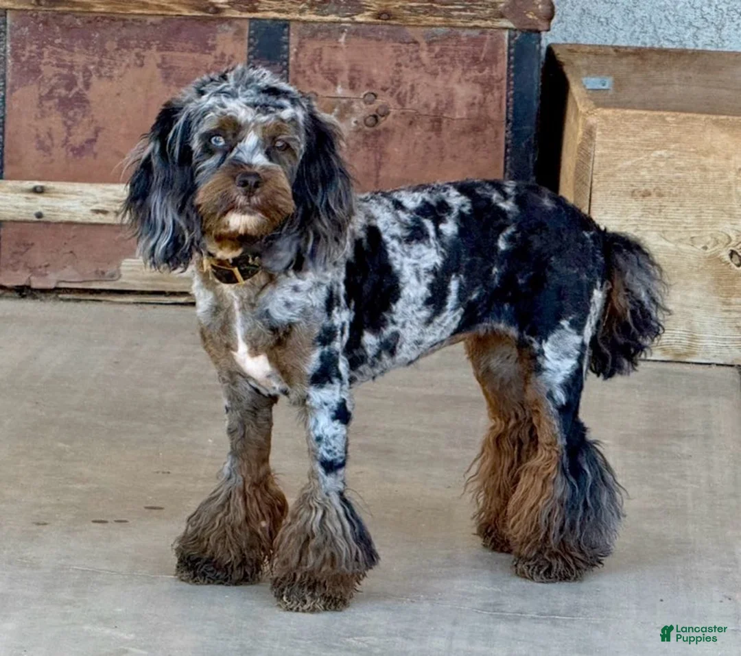 Cockapoo dogs for sale: Girl 2 - Ad 5