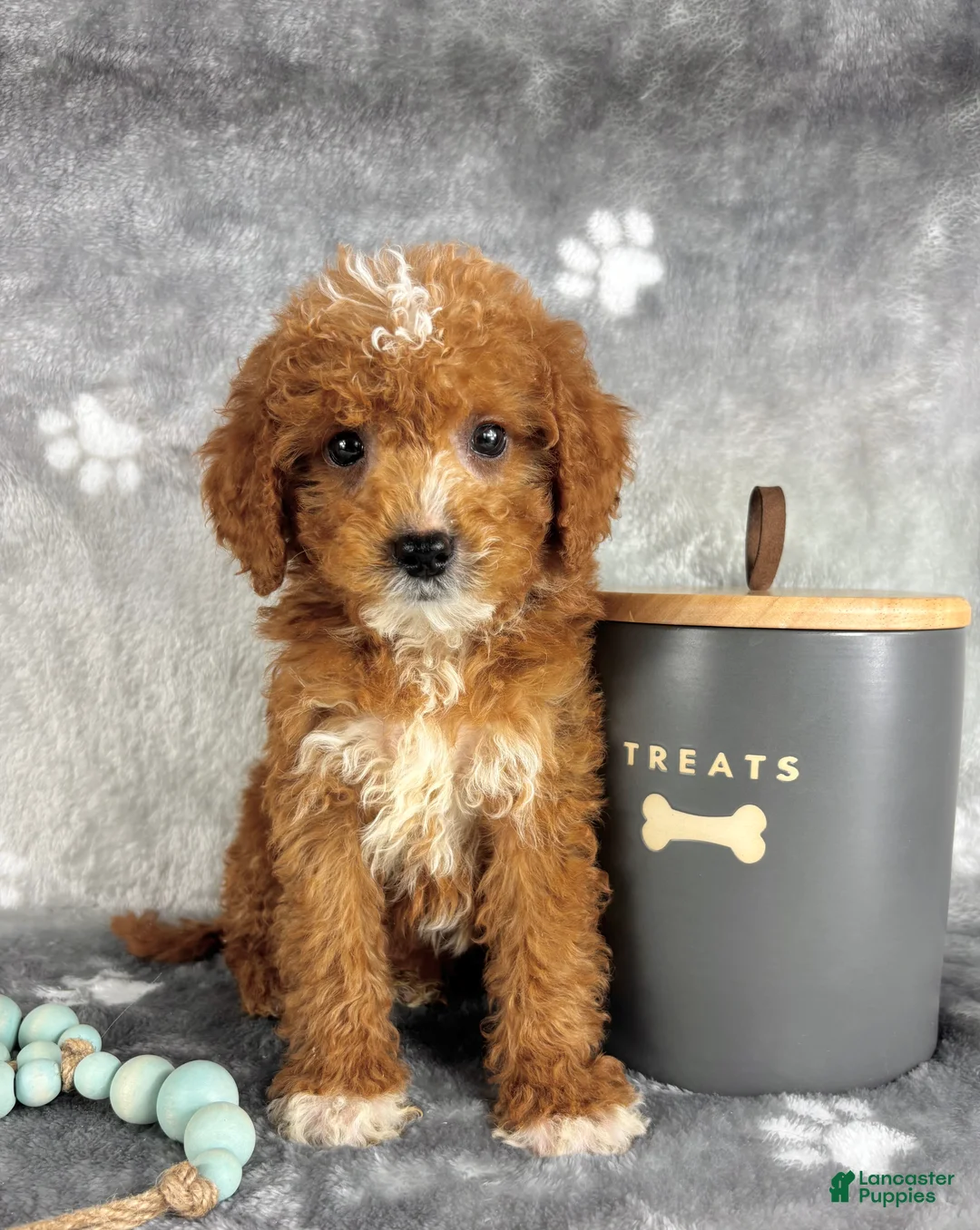Mini Goldendoodle dogs for sale: Mini Goldendoodle Puppy 2 - Ad 2