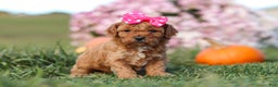Cavapoo dogs for sale: Bella - Ad 5