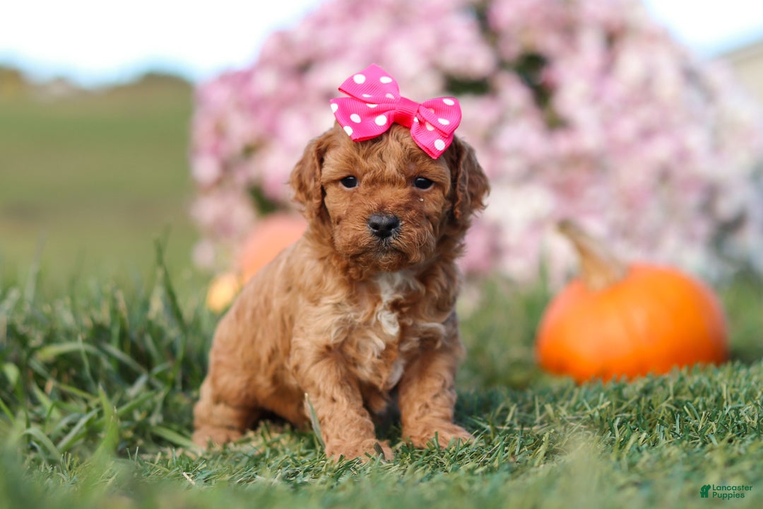 Cavapoo dogs for sale: Bella - Ad 5