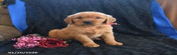 Golden Retriever dogs for sale: Josie - Ad 2