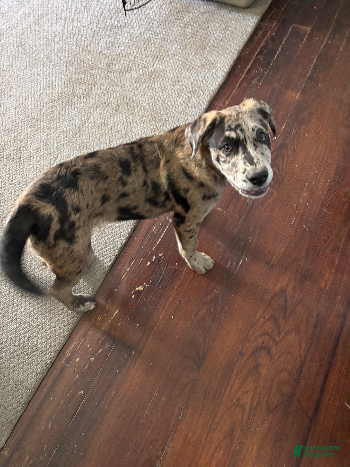 Mixed Breed dogs Mixed Breed 1 - Ad 3