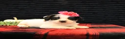 Mixed Breed dogs for sale: Eve - Ad 4