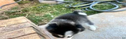 Siberian Husky dogs for sale: Tank - Ad 9