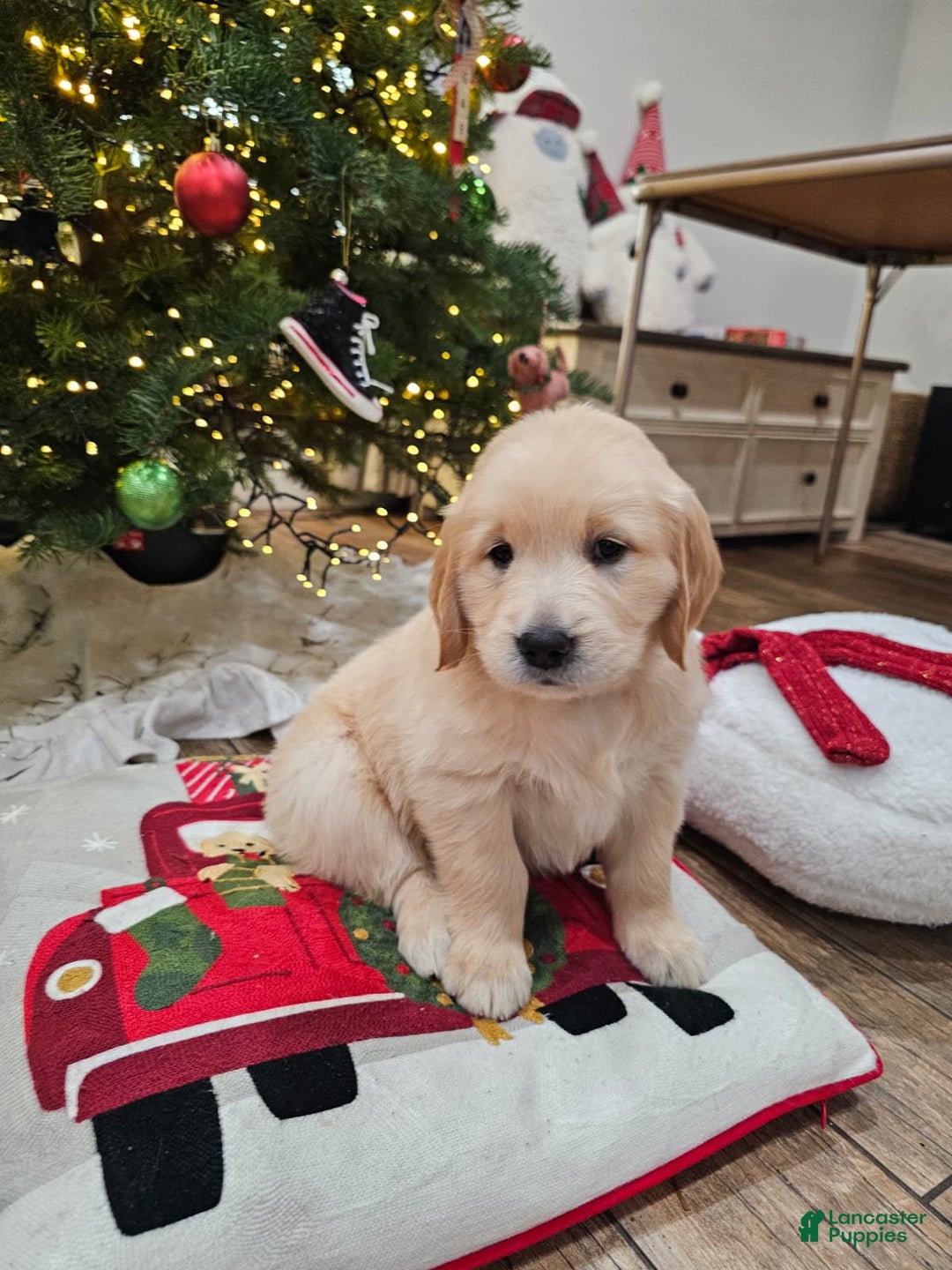 Golden Retriever dogs for sale: Golden Retriever Puppy 6 - Ad 6