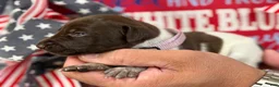 German Shorthaired Pointer dogs for sale: Freedom  - Ad 6
