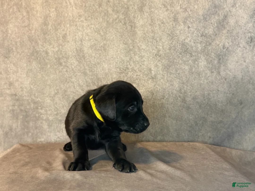 Labrador Retriever dogs for sale: Ms Yellow - Ad 2
