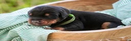 Doberman Pinscher dogs for sale: Griffin - Ad 4