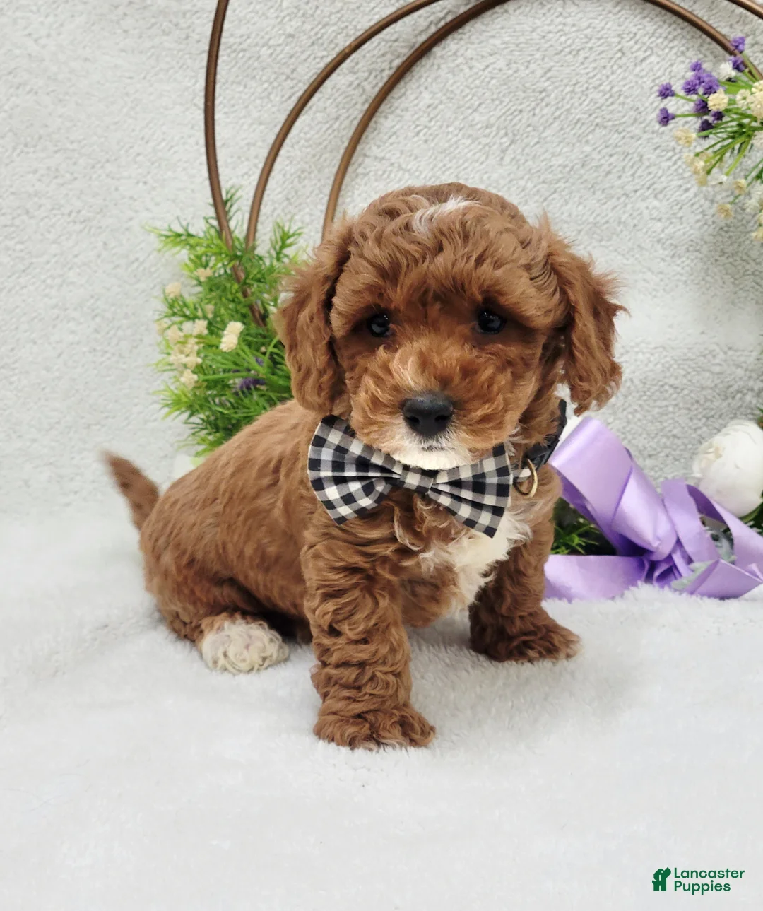 Maltipoo dogs for sale: Bentley  - Ad 8