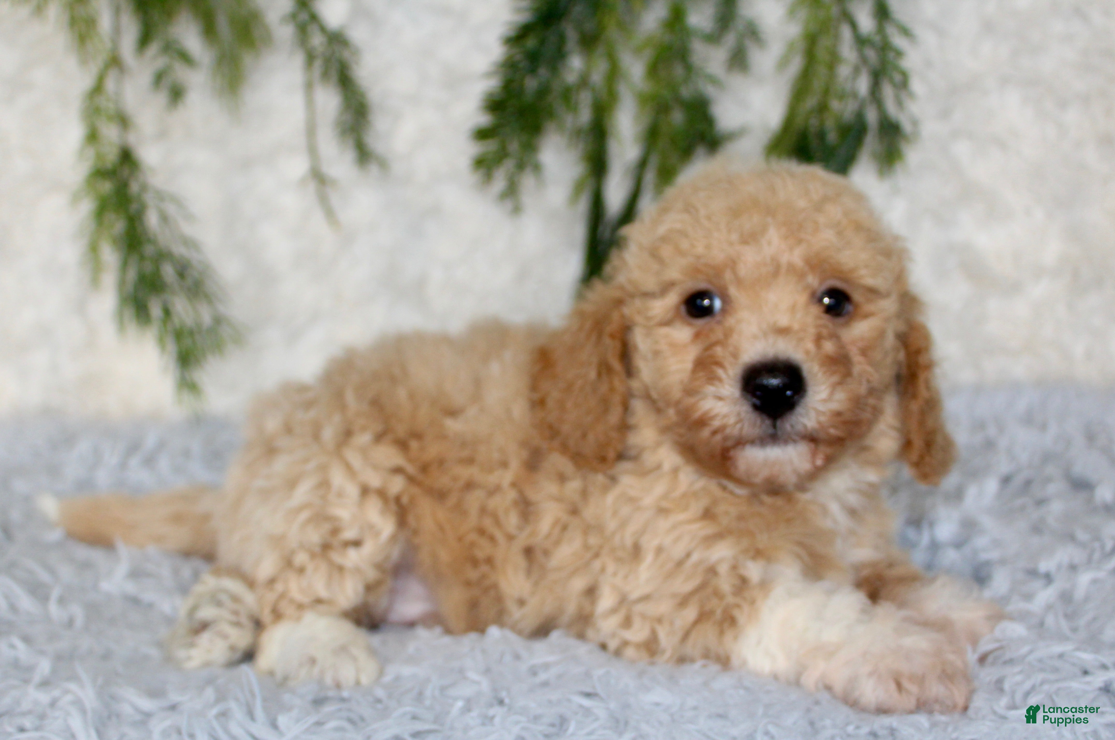 Bichpoo dogs for sale: Bichpoo 1 - Ad 1