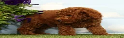Miniature Poodle dogs for sale: Kennedy - Ad 5