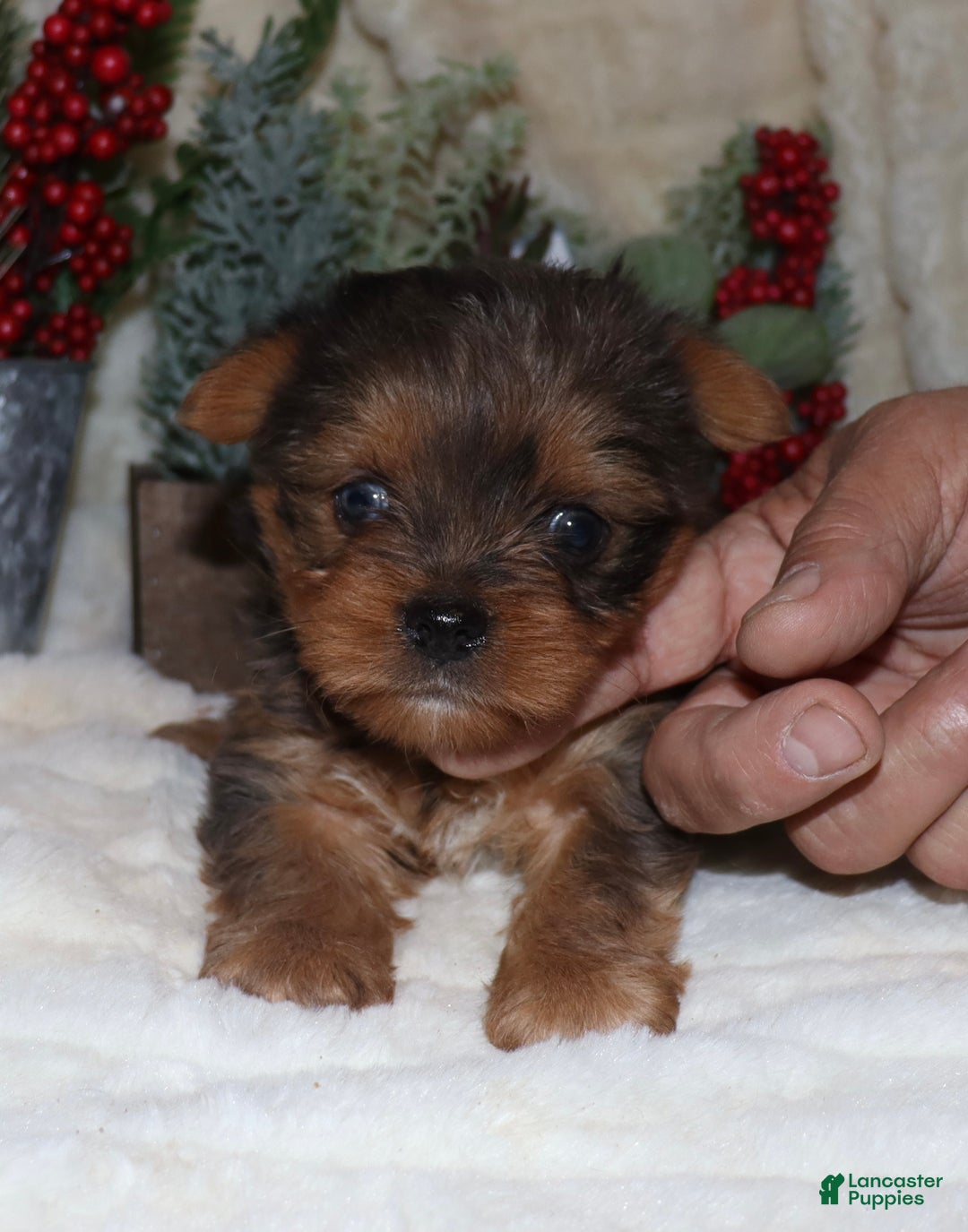 Yorkshire Terrier dogs for sale: Lani - Ad 5