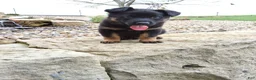 German Shepherd dogs for sale: Zeus - Ad 7