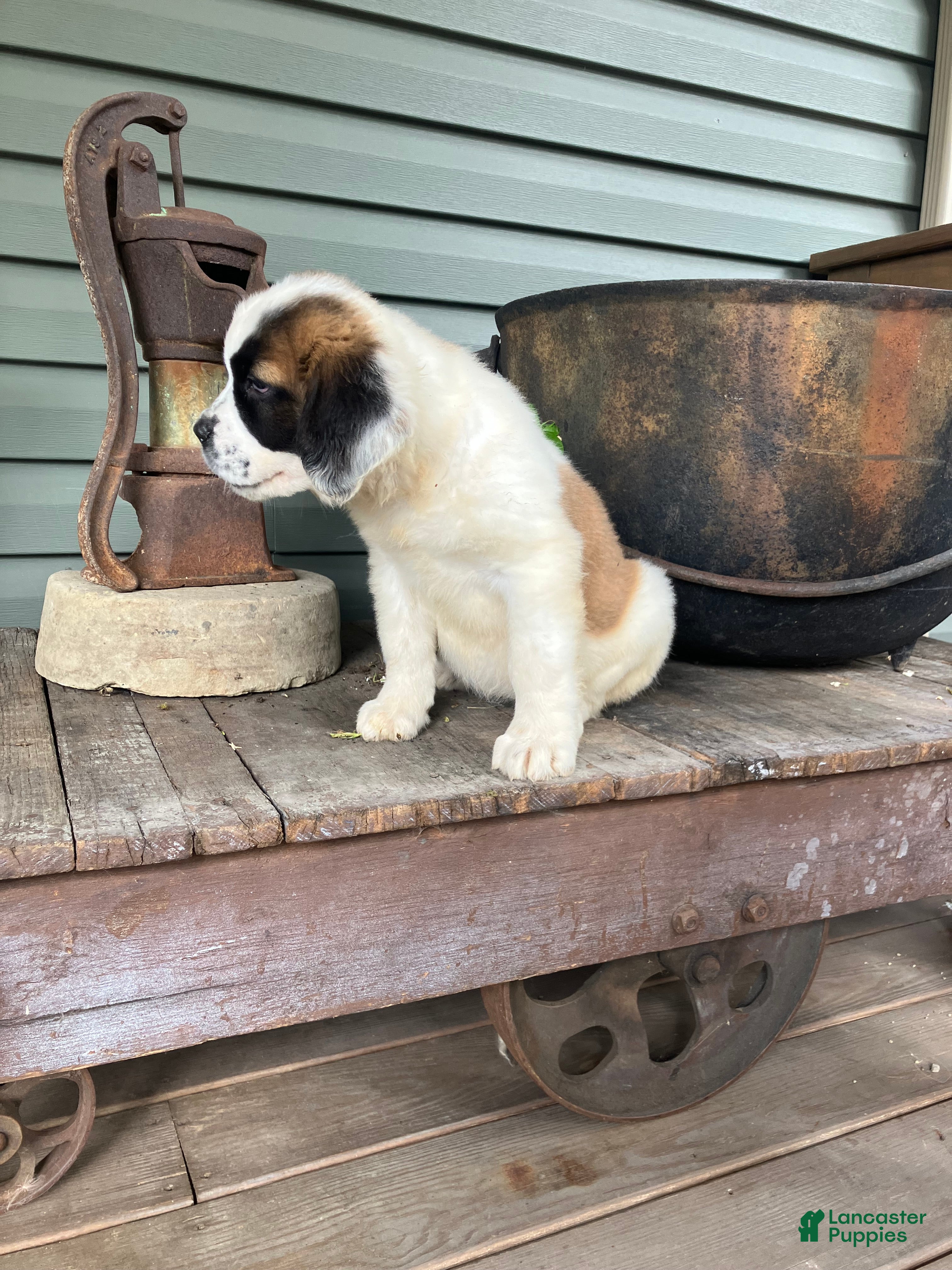 Saint Bernard dogs Saint Bernard 3 - Ad 2