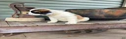 Saint Bernard dogs for sale: Saint Bernard 3 - Ad 2