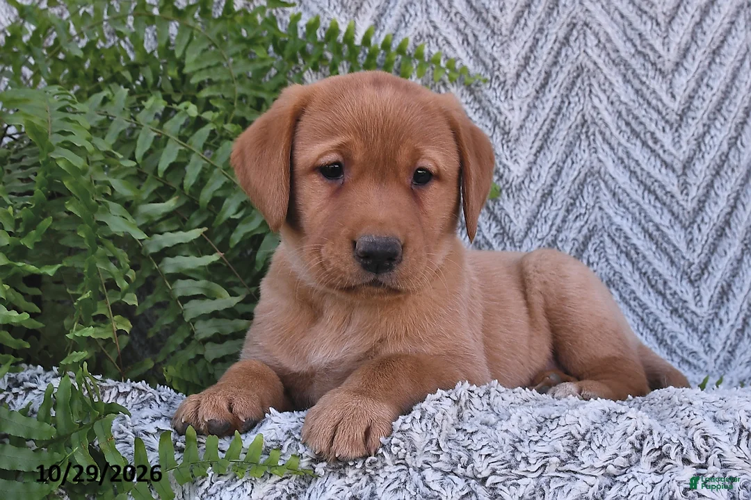 Labrador Retriever dogs for sale: Cherry  - Ad 1