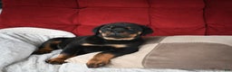 Rottweiler dogs for sale: Serena / Mocha – Santos Ad-Dirah - Ad 3