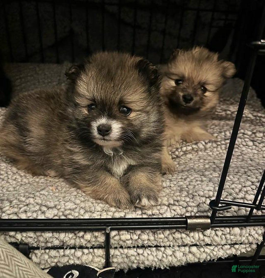Pomeranian dogs for sale: Molly - Ad 18