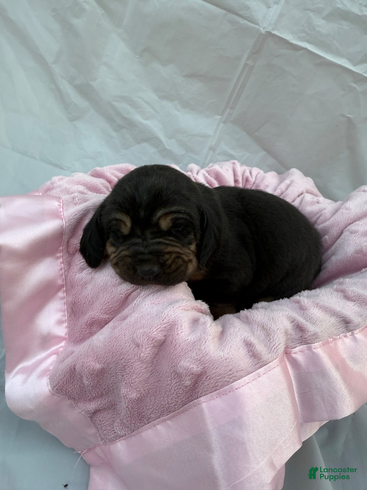 Bloodhound dogs Belle - Ad 2