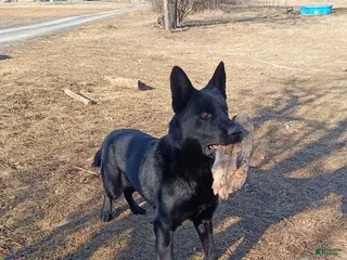 German Shepherd dogs German Shepherd Puppy 1 - Ad 11