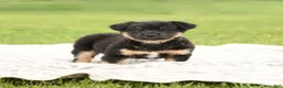 Mixed Breed dogs for sale: Nacho - Ad 3