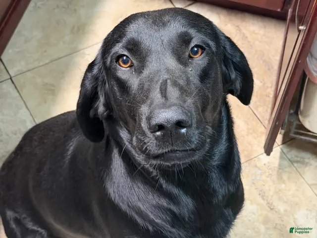 Mixed Breed dogs for sale: Mixed Breed 8 - Ad 2
