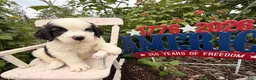 Saint Bernard dogs for sale: Babbles - Ad 3