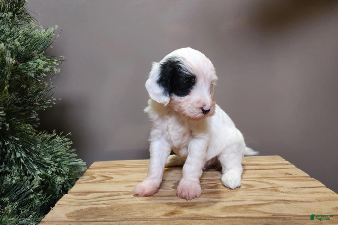 Mini Bernedoodle dogs for sale: Sparkle - Ad 5