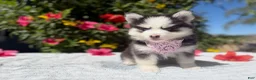 Pomsky dogs for sale: Eclipse - Ad 11
