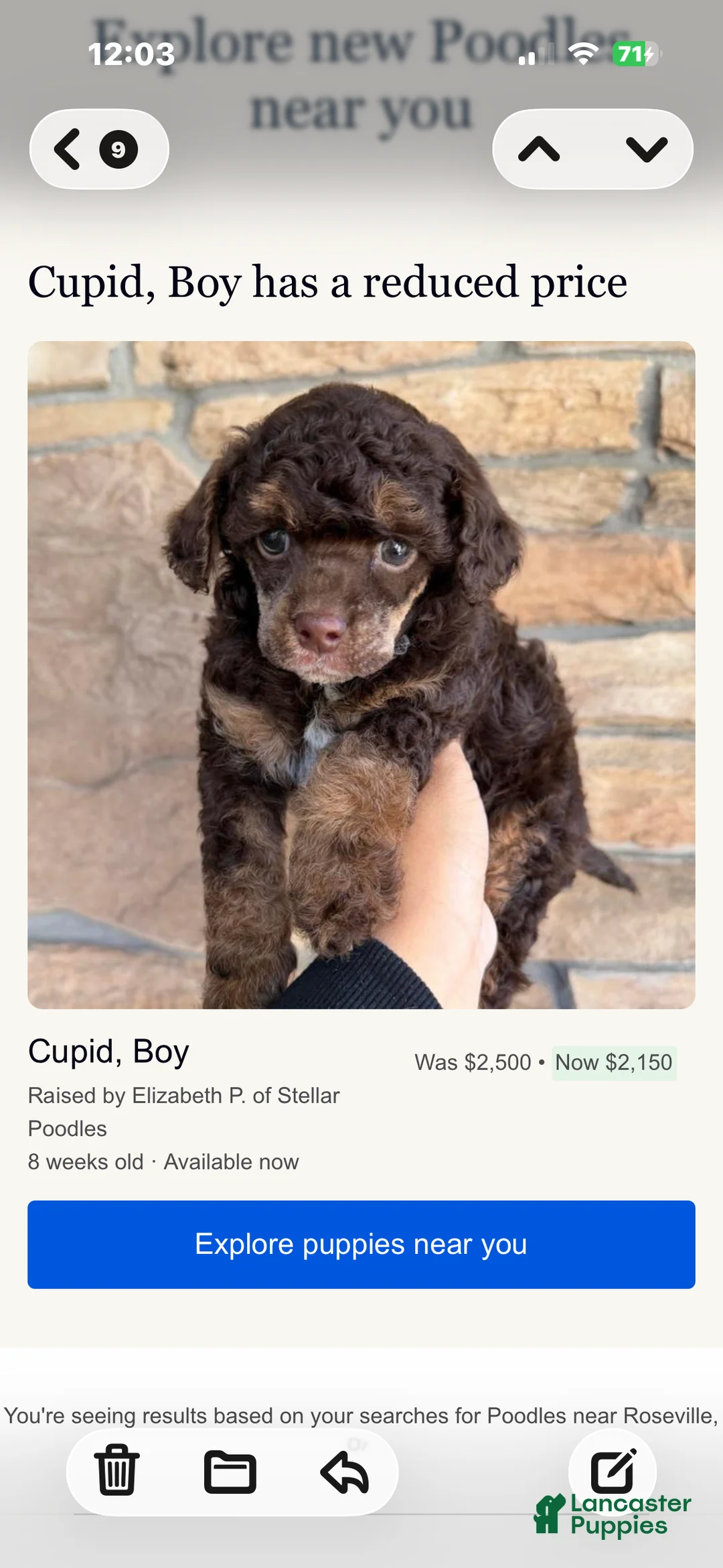 Miniature Poodle dogs for sale: Miniature Poodle Puppy 1 - Ad 2