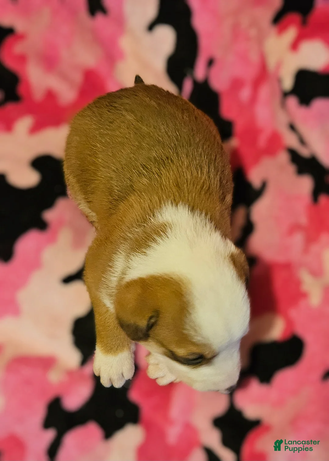 Border Collie dogs for sale: Quaker - Ad 2