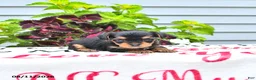 Yorkshire Terrier dogs for sale: Cooper - Ad 4
