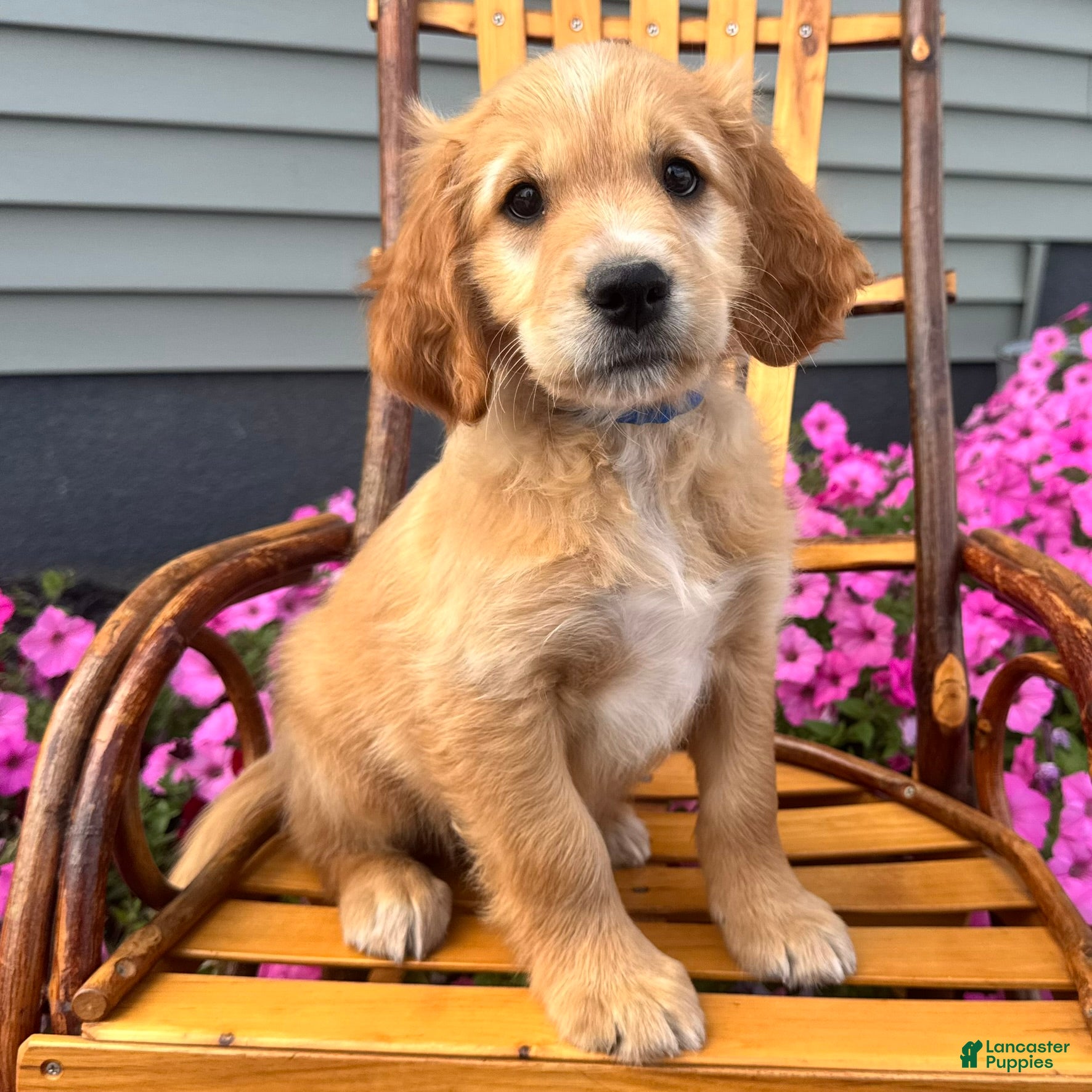 Teddy