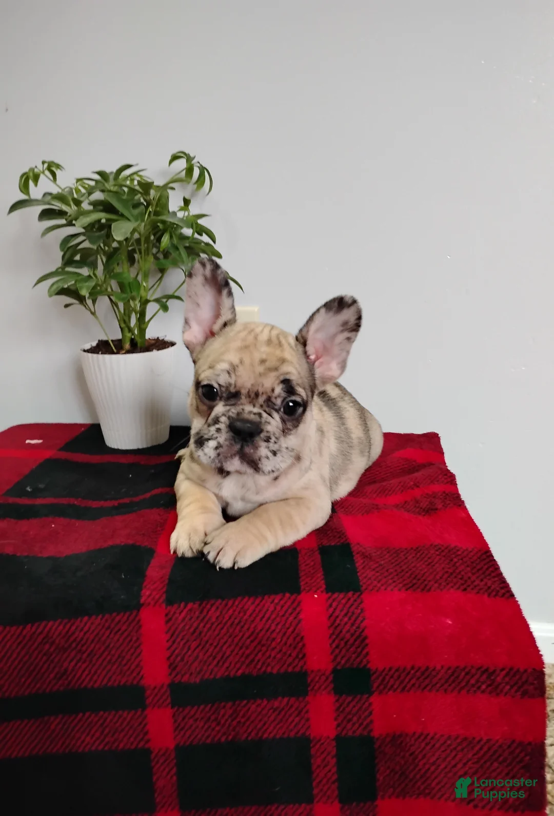 Mixed Breed dogs for sale: Lilac - Ad 1