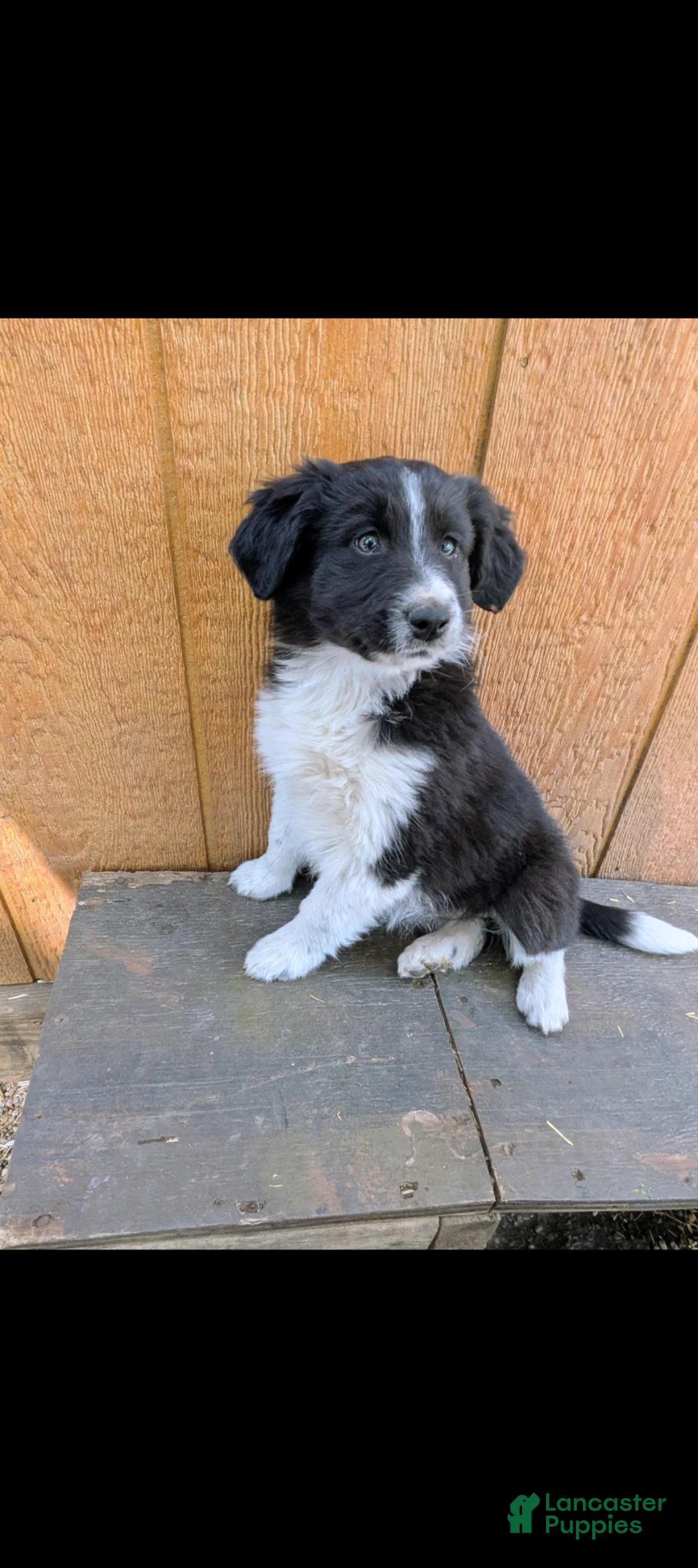 Mixed Breed dogs for sale: Mixed Breed Puppy 4 - Ad 1
