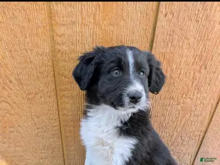 Mixed Breed dogs Mixed Breed Puppy 4 - Ad 7