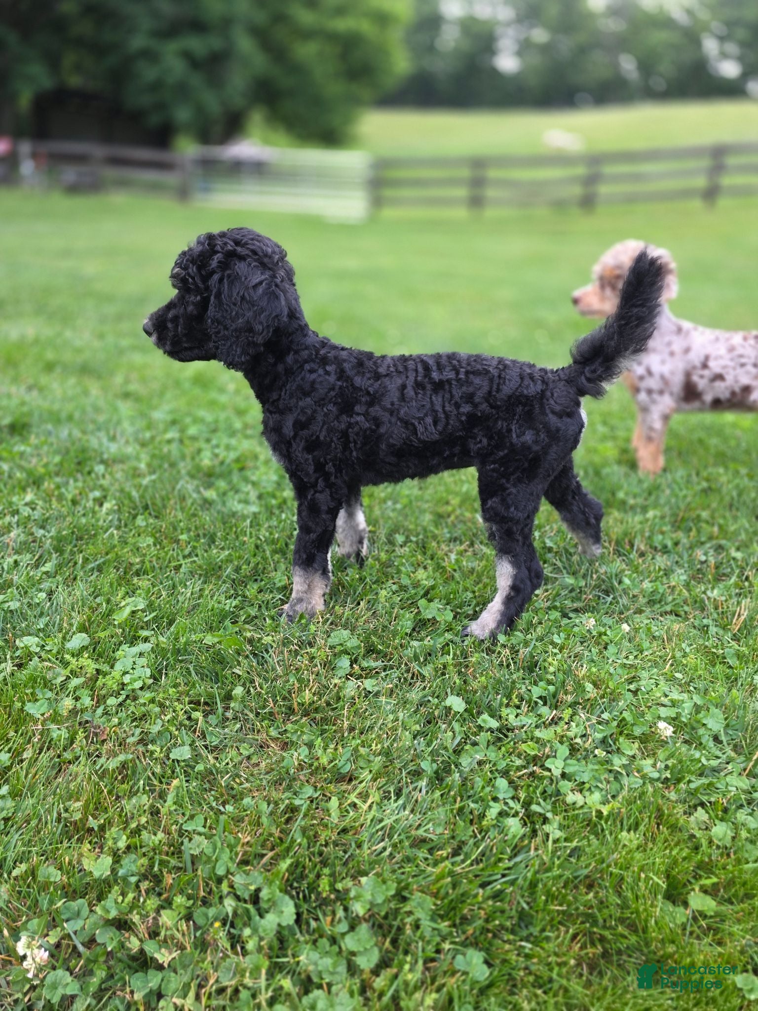 Standard Poodle dogs Francesca - Ad 2