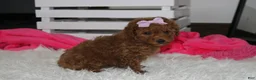 Miniature Poodle dogs for sale: Sierra  - Ad 6