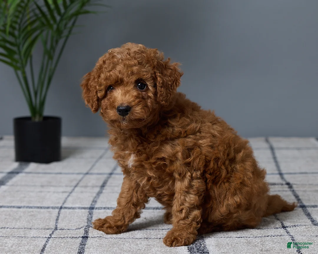 Mini Goldendoodle dogs for sale: Candie - Ad 2