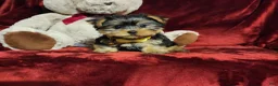 Miniature Dachshund dogs for sale: POPPY - Ad 8
