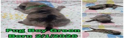 Pug dogs for sale: Pug Puppy Boy Green - Ad 1