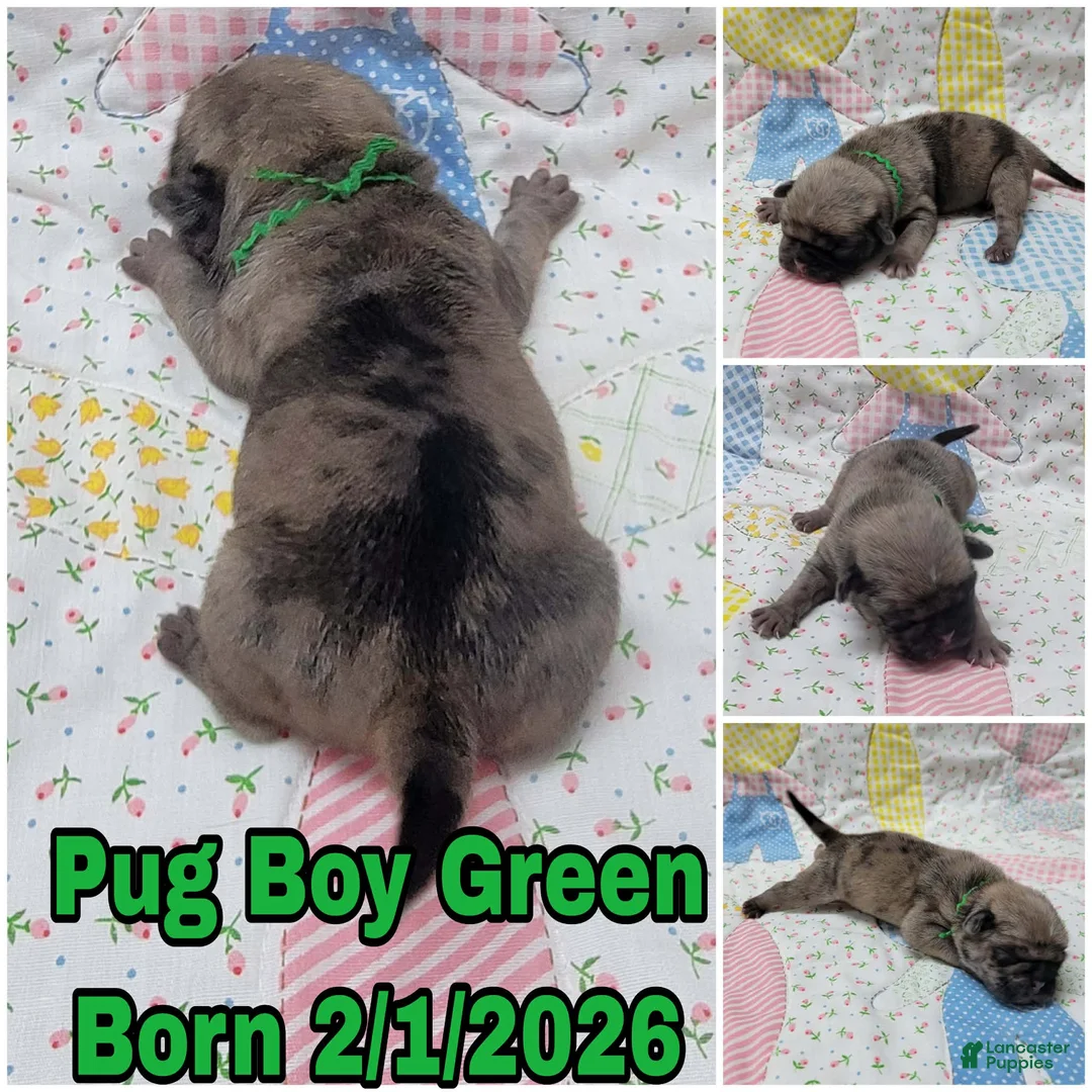 Pug dogs for sale: Pug Puppy Boy Green - Ad 1