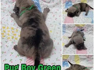 Pug dogs Pug Puppy Boy Green - Ad 8