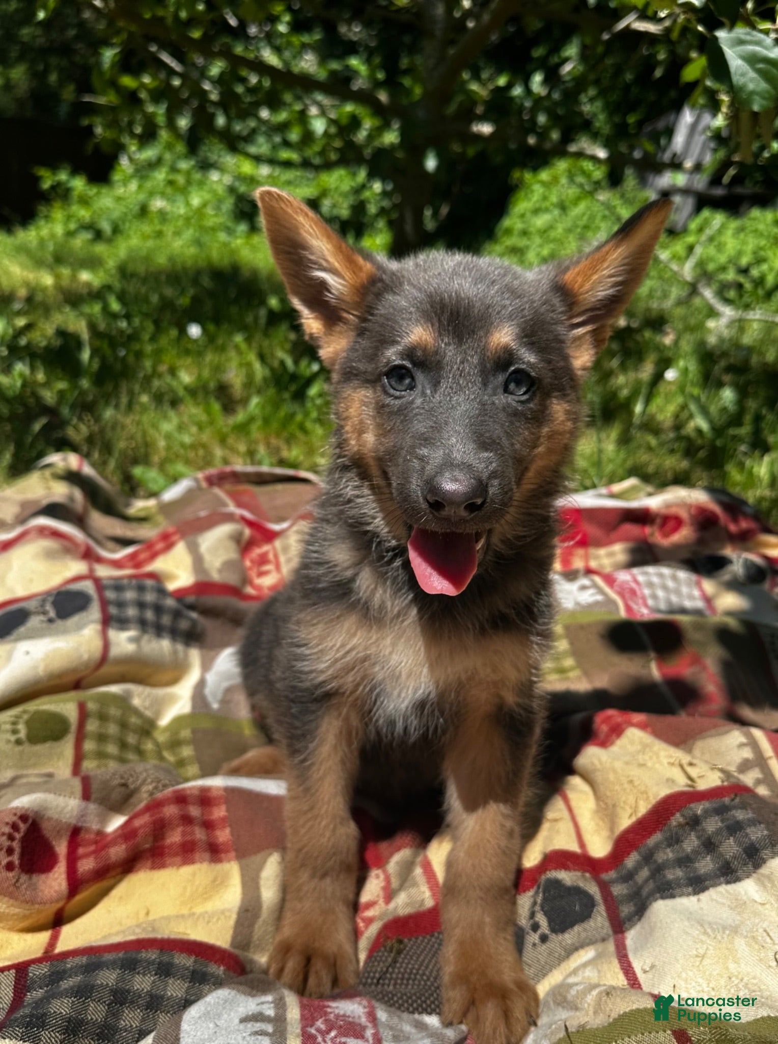 German Shepherd dogs Anna - Ad 10