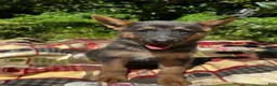 German Shepherd dogs for sale: Anna - Ad 1