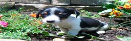 Jack Russell Terrier dogs for sale: Charlie - Ad 6