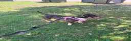 Mixed Breed dogs for sale: Mixed Breed 3 - Ad 20