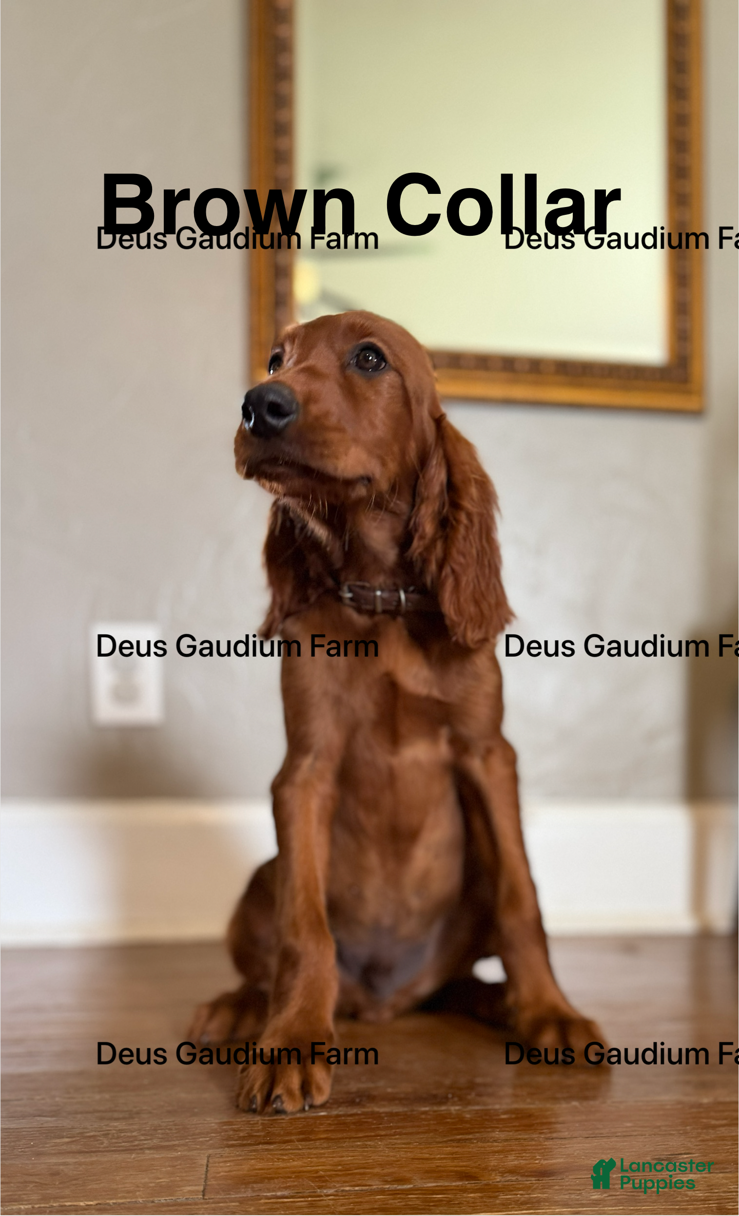 Irish Setter dogs Callum  - Ad 2