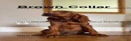 Irish Setter dogs for sale: Callum  - Ad 2